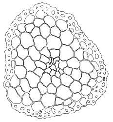 Anoectangium aestivum, stem cross-section. Drawn from W. Martin s.n., s.d., 17 Apr. 1950, CHR 566191.
 Image: R.D. Seppelt © R.D.Seppelt All rights reserved